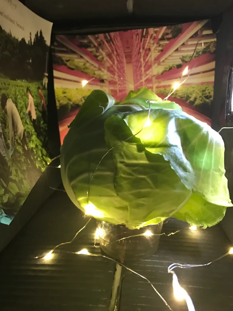 A head of lettuce is wrapped in small lights and sits in a cardboard box. On the inside of the box are photos of vertical indoor farming and conventional agriculture.