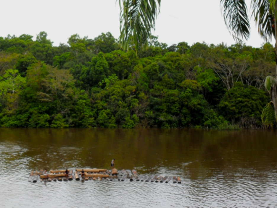 A brown river flows in front of vibrant green trees that are dense along the riverbank. A man stands on top of a couple dozen logs roped together, floating down the river.