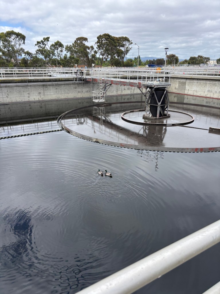 A concrete tank holds water and a couple ducks swim on the surface.